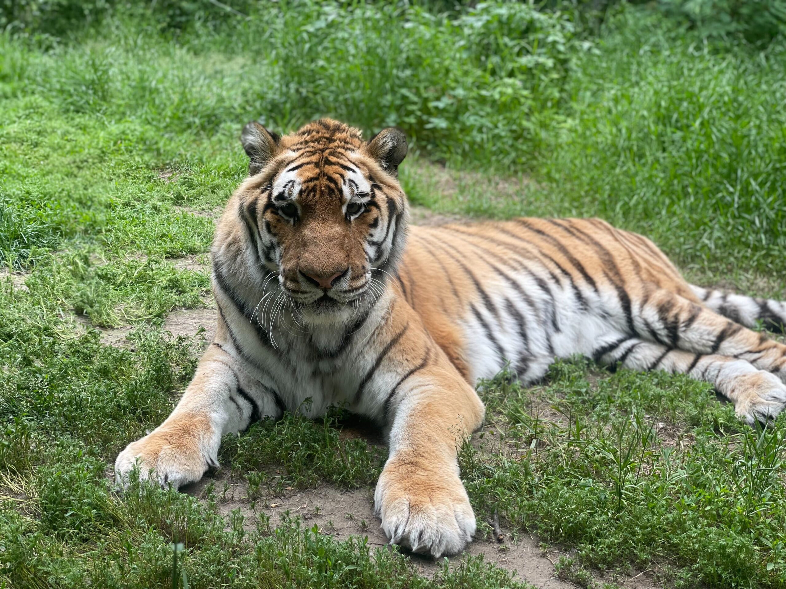 A tiger at the Alaska Zoo