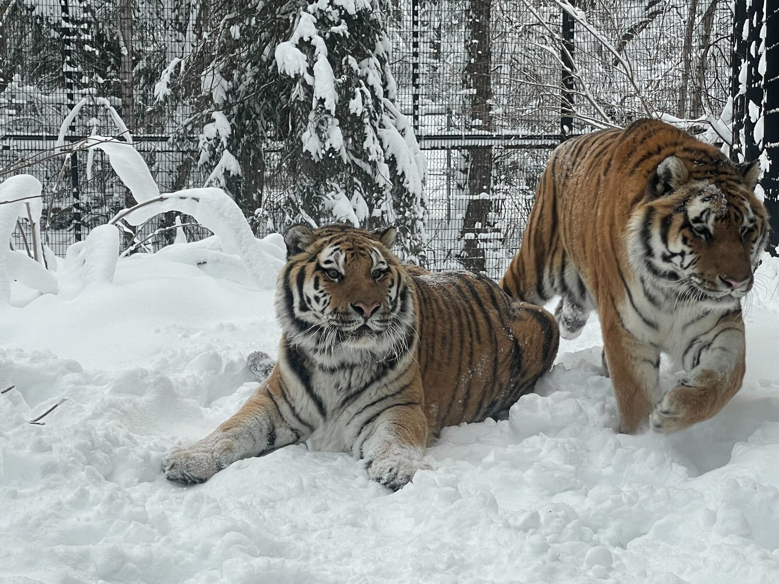 Two tigers in snow