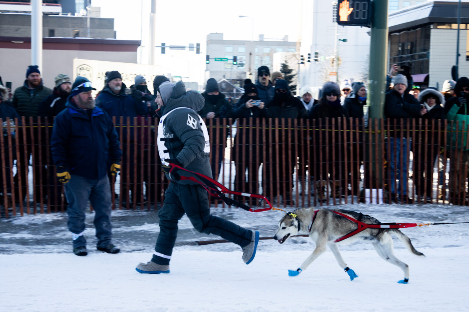 Iditarod musher Dallas Seavey shoots moose to protect his dogs
