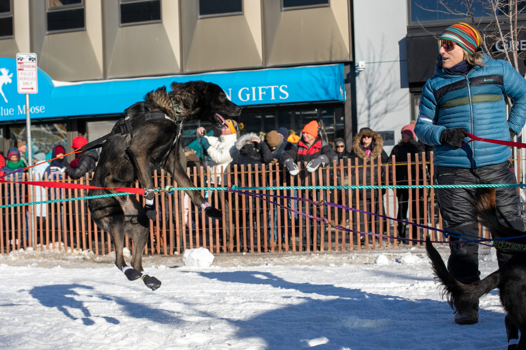 A brindle patterned dog jumps up and down while waiting to start sled racing.