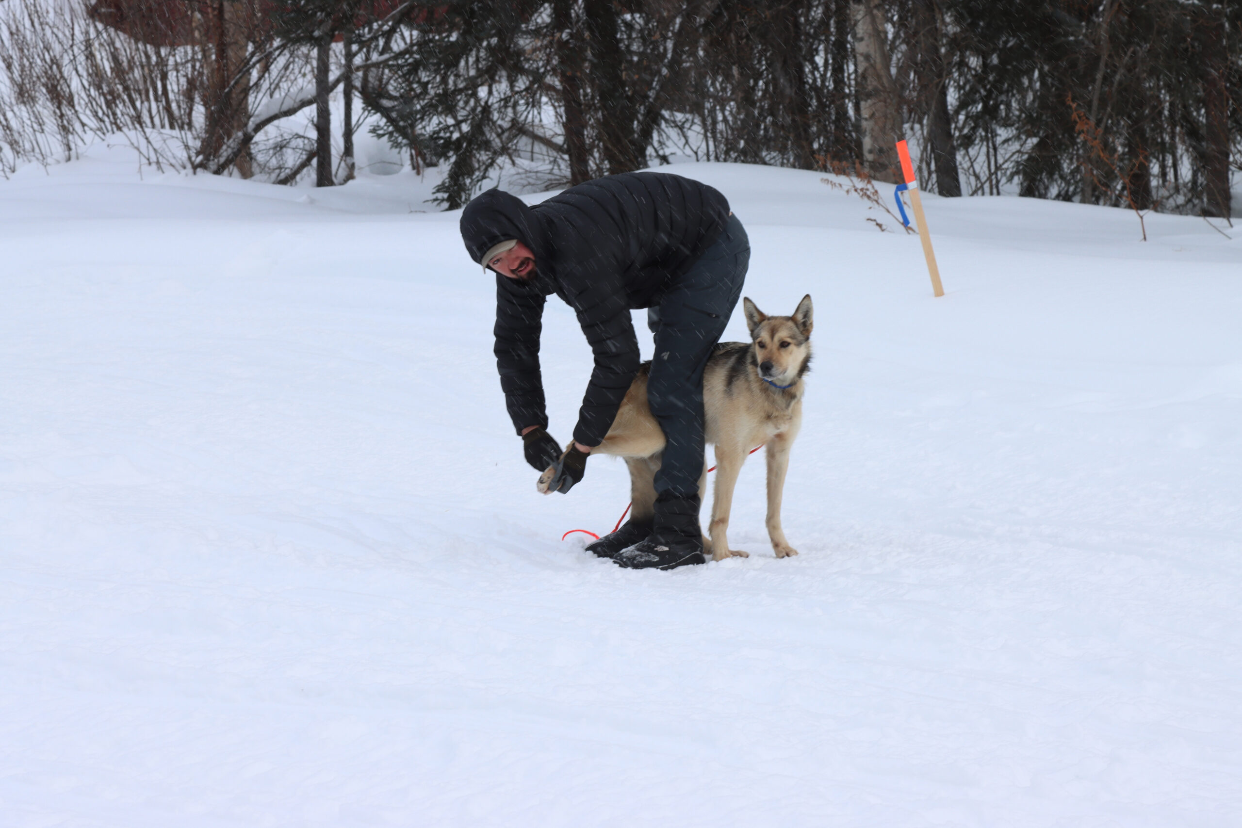 a musher rubs a dogs foot outside in the snow