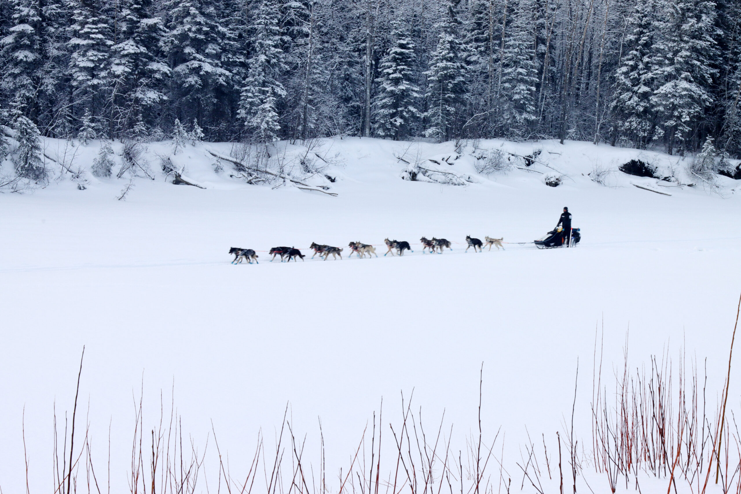 a musher and dog team in the snow