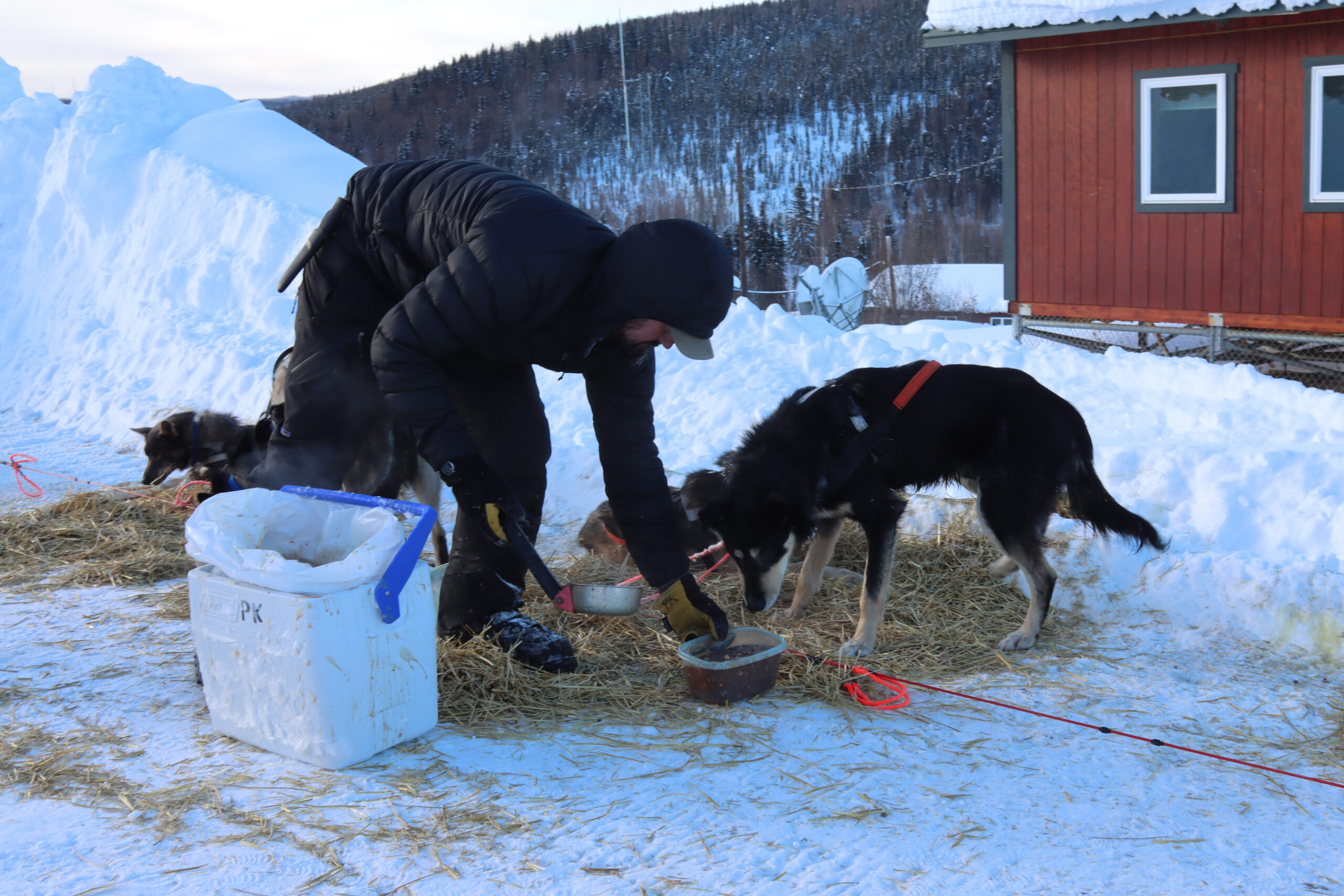 a musher feeds their dog team