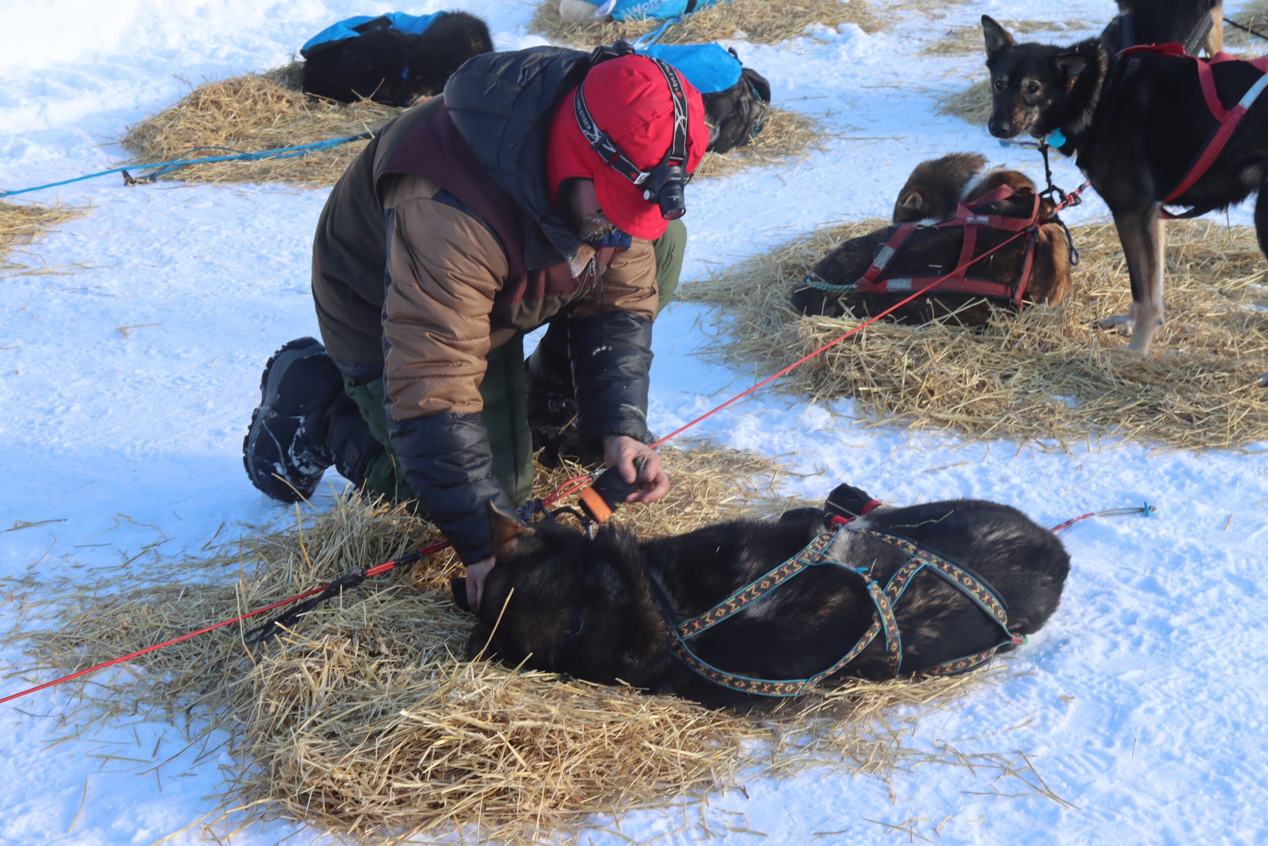 a musher removes a dog booty from a paw