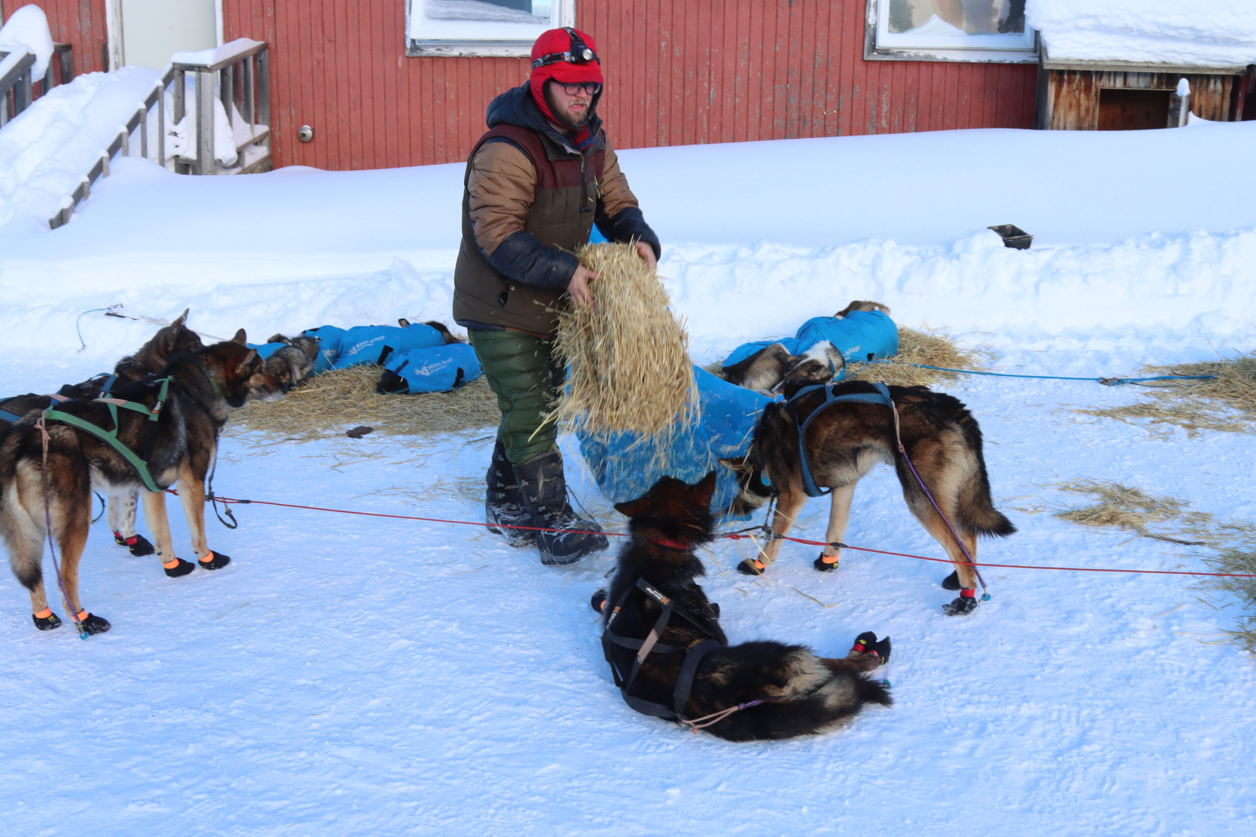 a musher puts out straw for their dogs