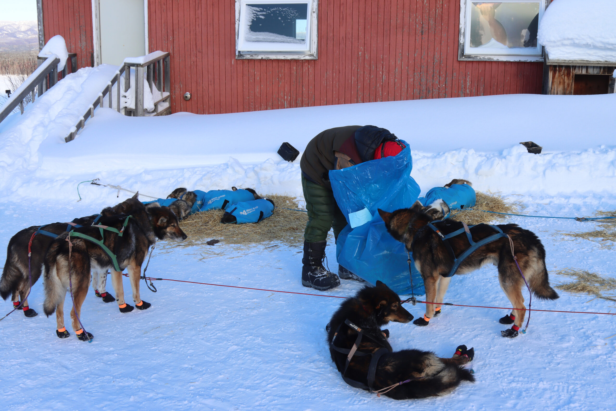 a musher pulls straw out of a bag for his dogs