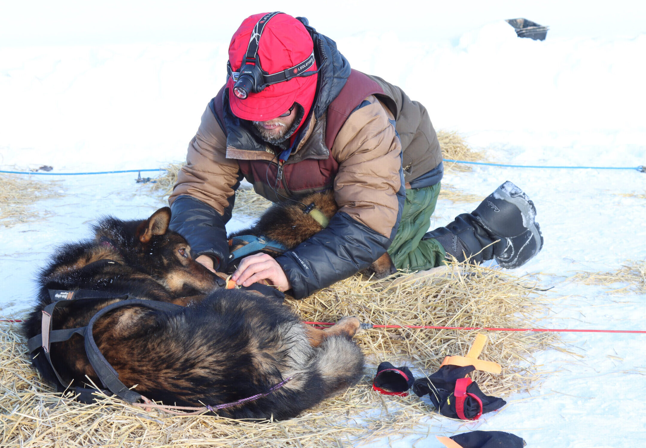 a musher removes a booty from a dog