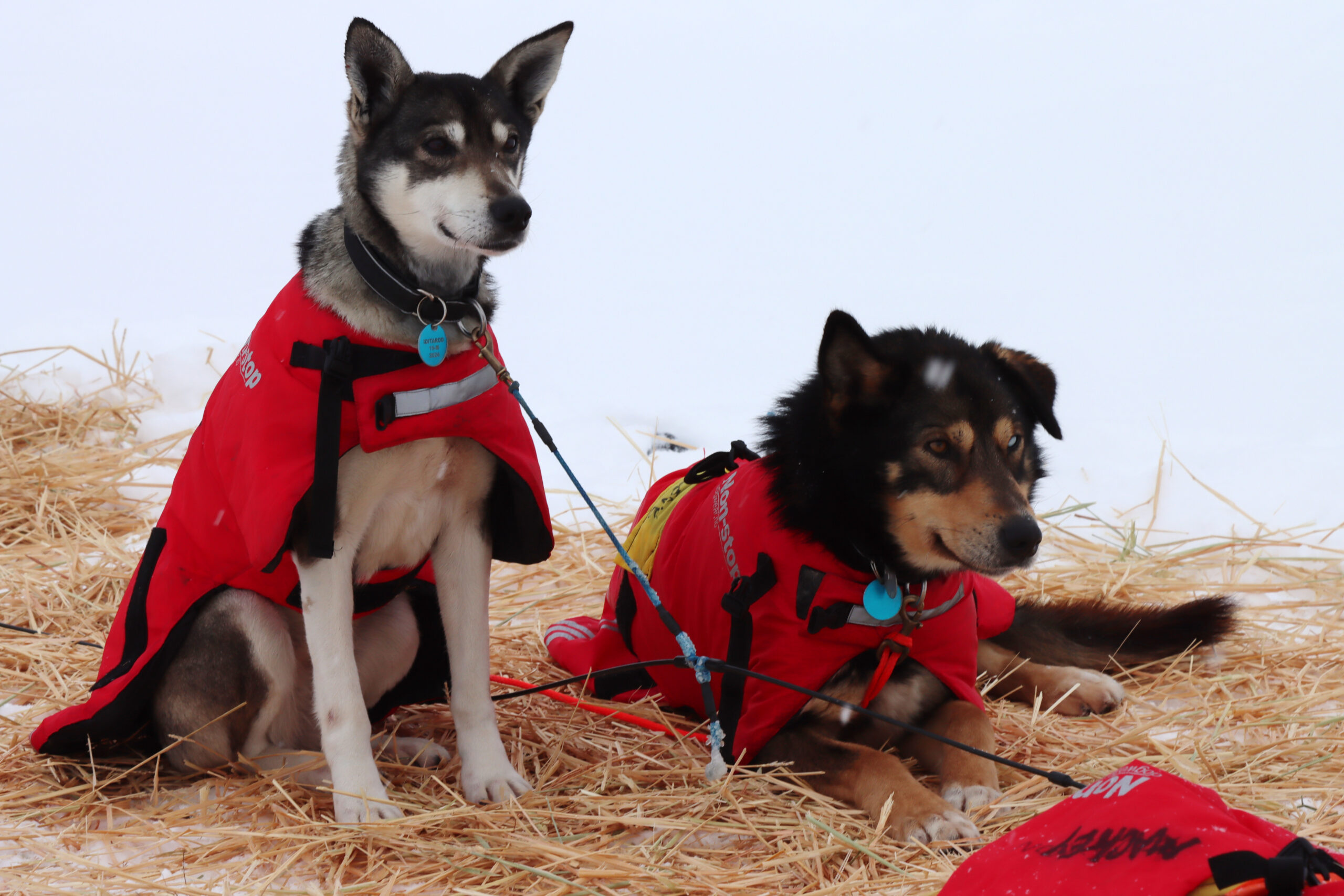 sled dogs in red jackets