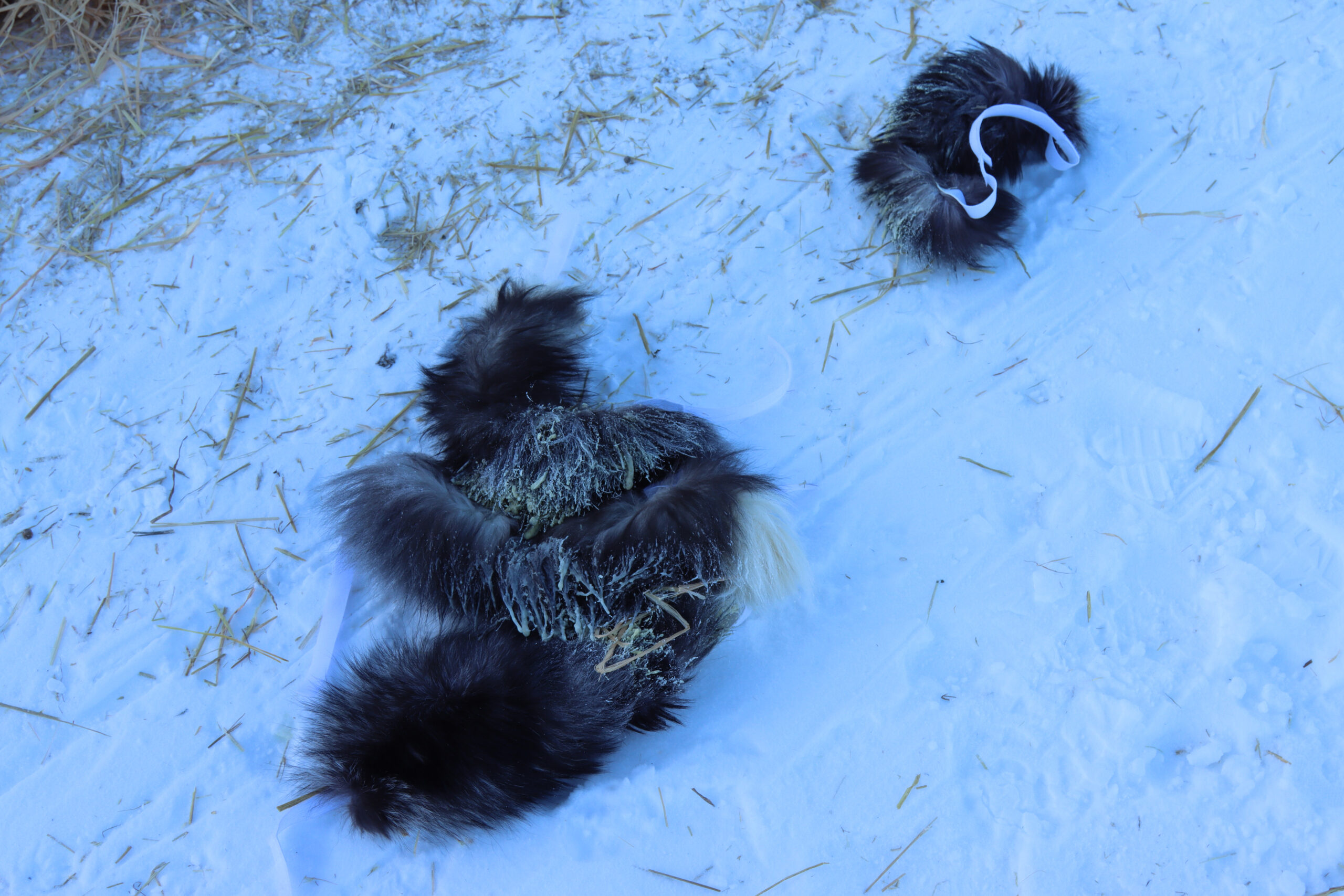 furs lying in the snow