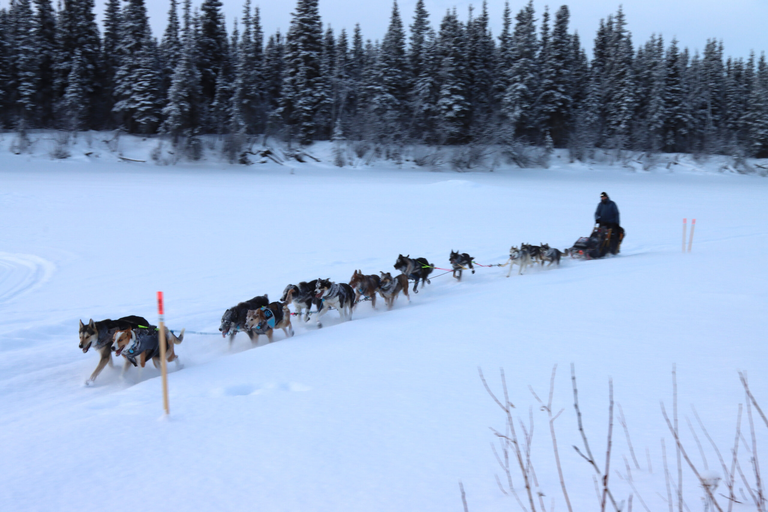 a musher and dog team in the snow