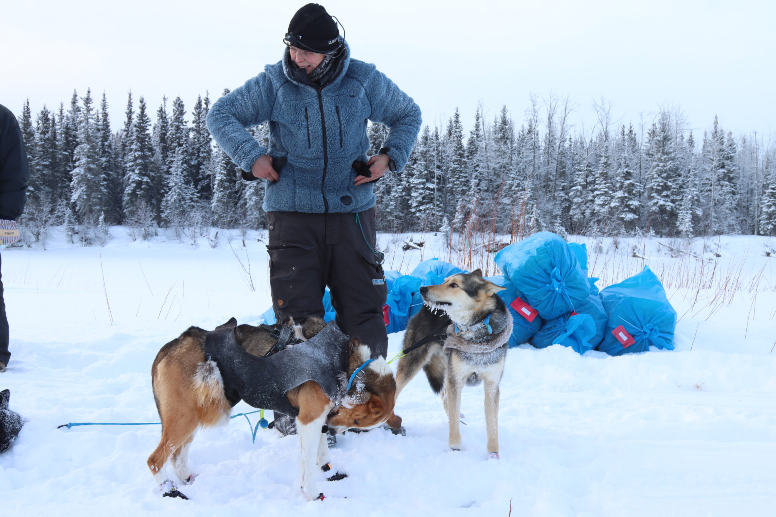 a musher outside with two dogs
