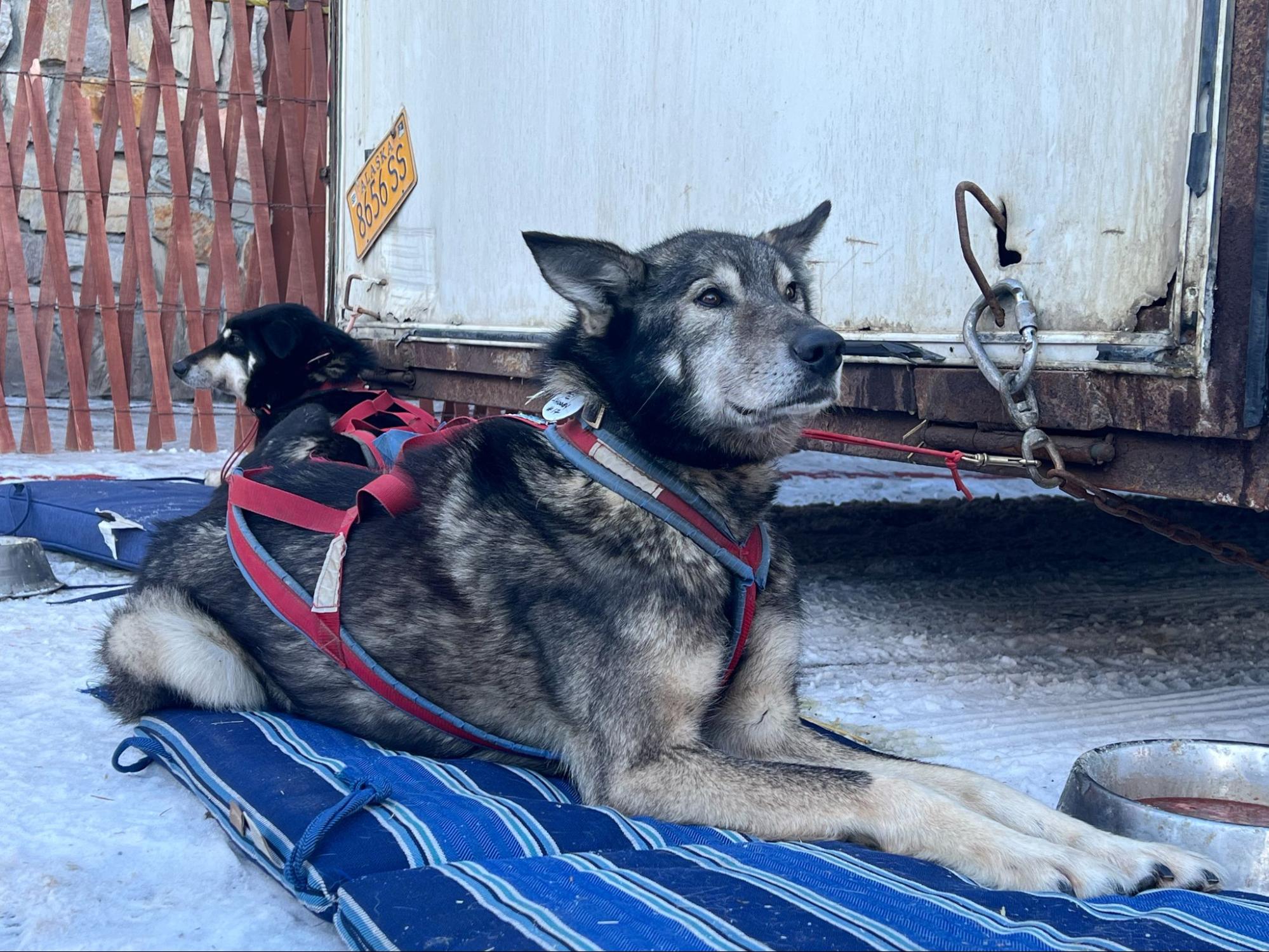 a sled dog rests on a mat outside