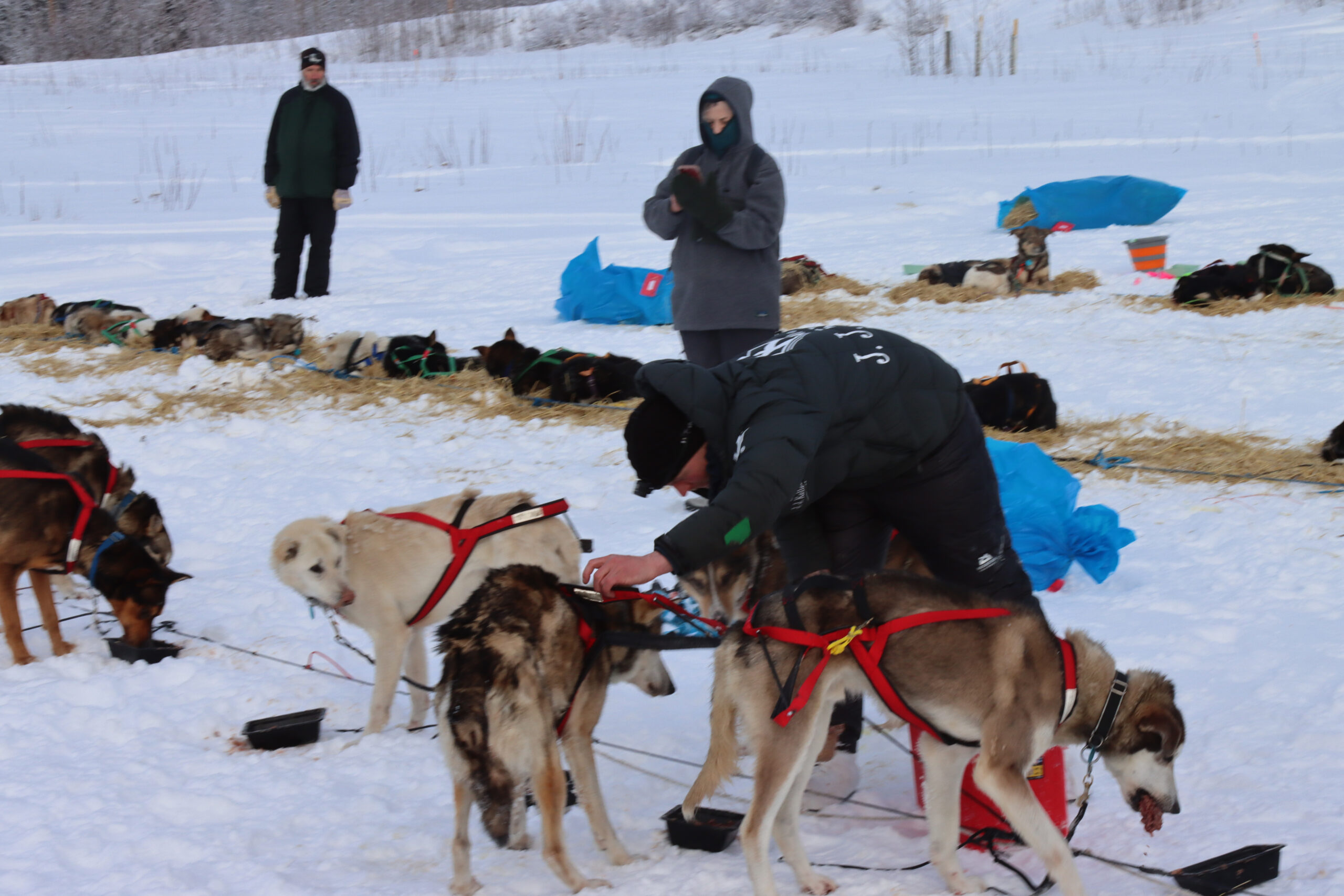 a musher looks over dogs
