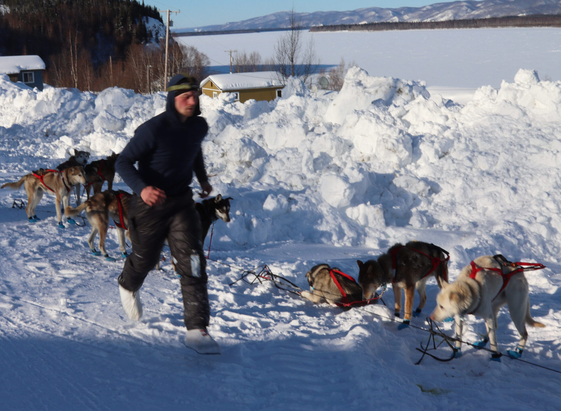 a musher runs down his team of dogs, parked in the snow
