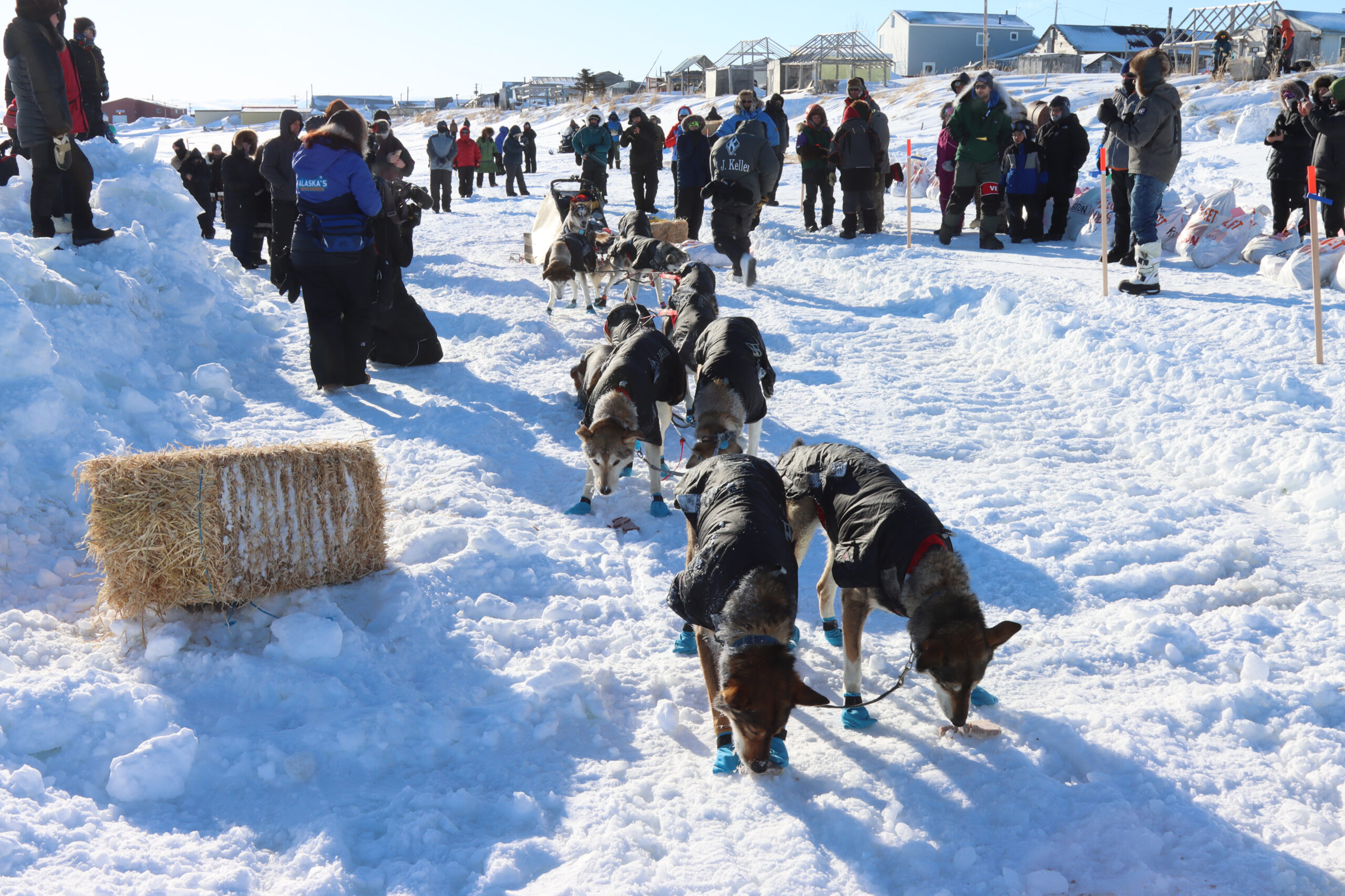 sled dogs eat meat snacks in the snow