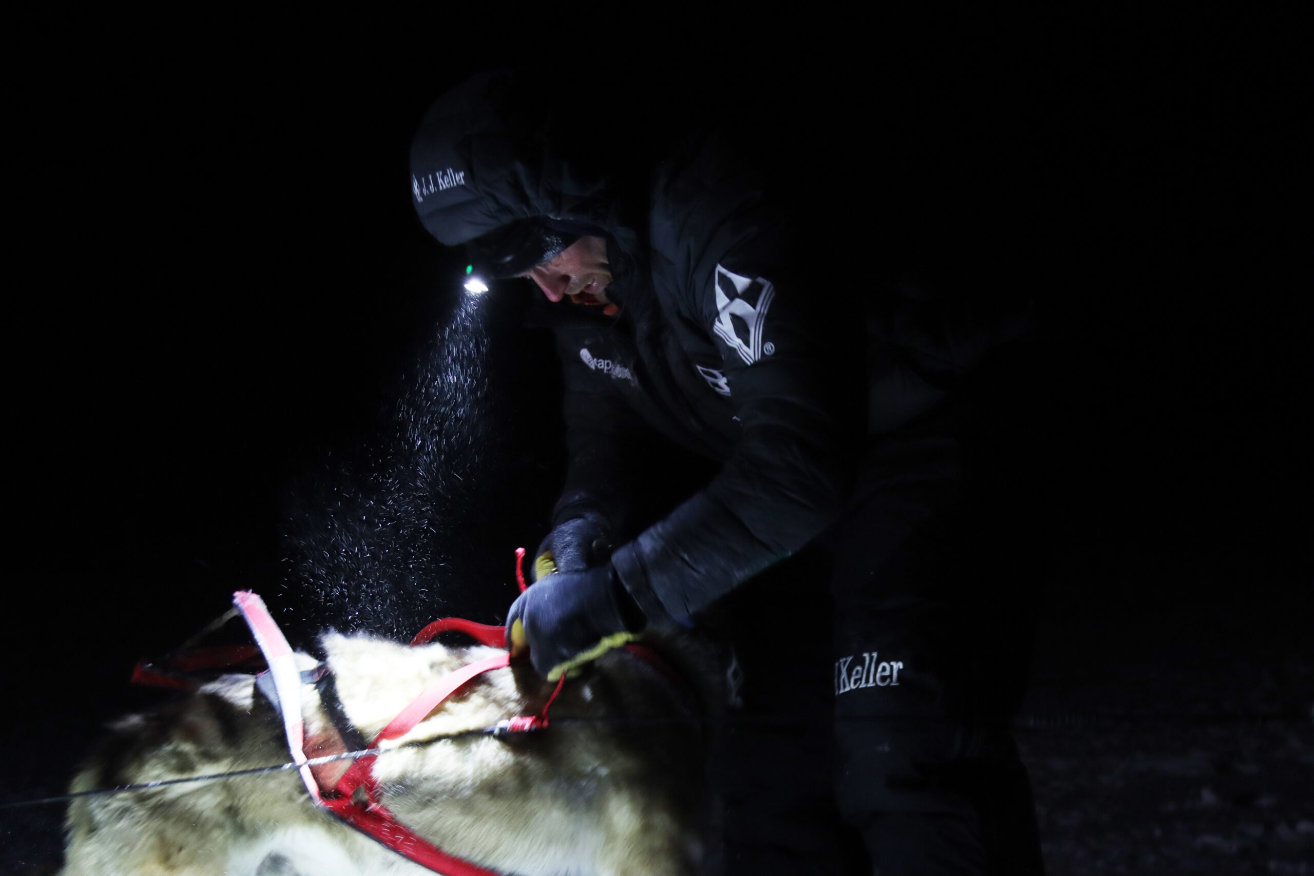 a musher removes a harness from a dog