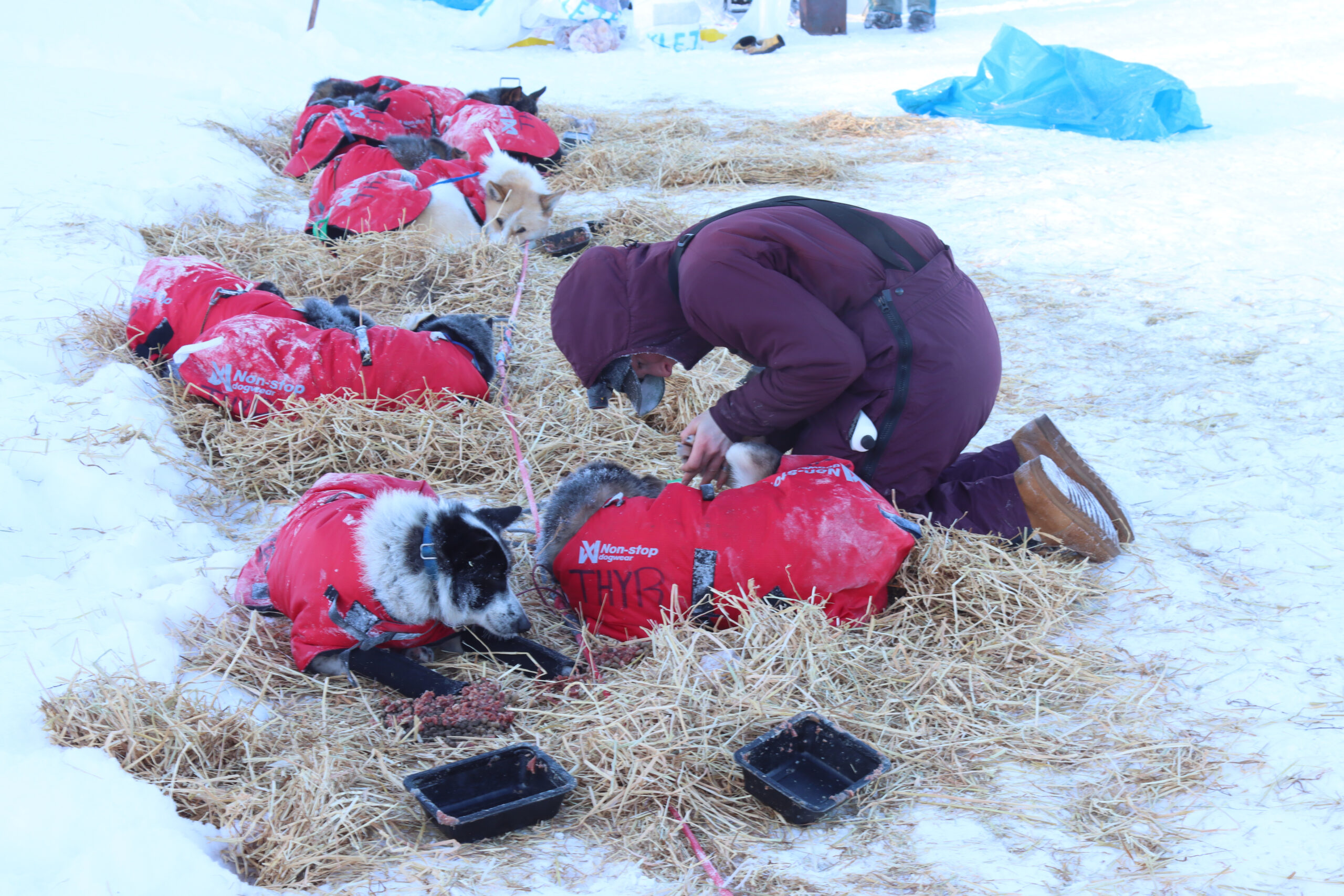 a musher putting foot ointment on their dogs outside, the dogs are wearing red coats