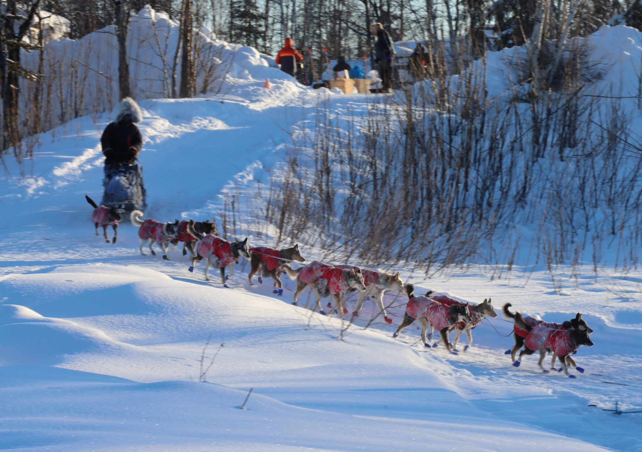 a dog team comes down a snowy road