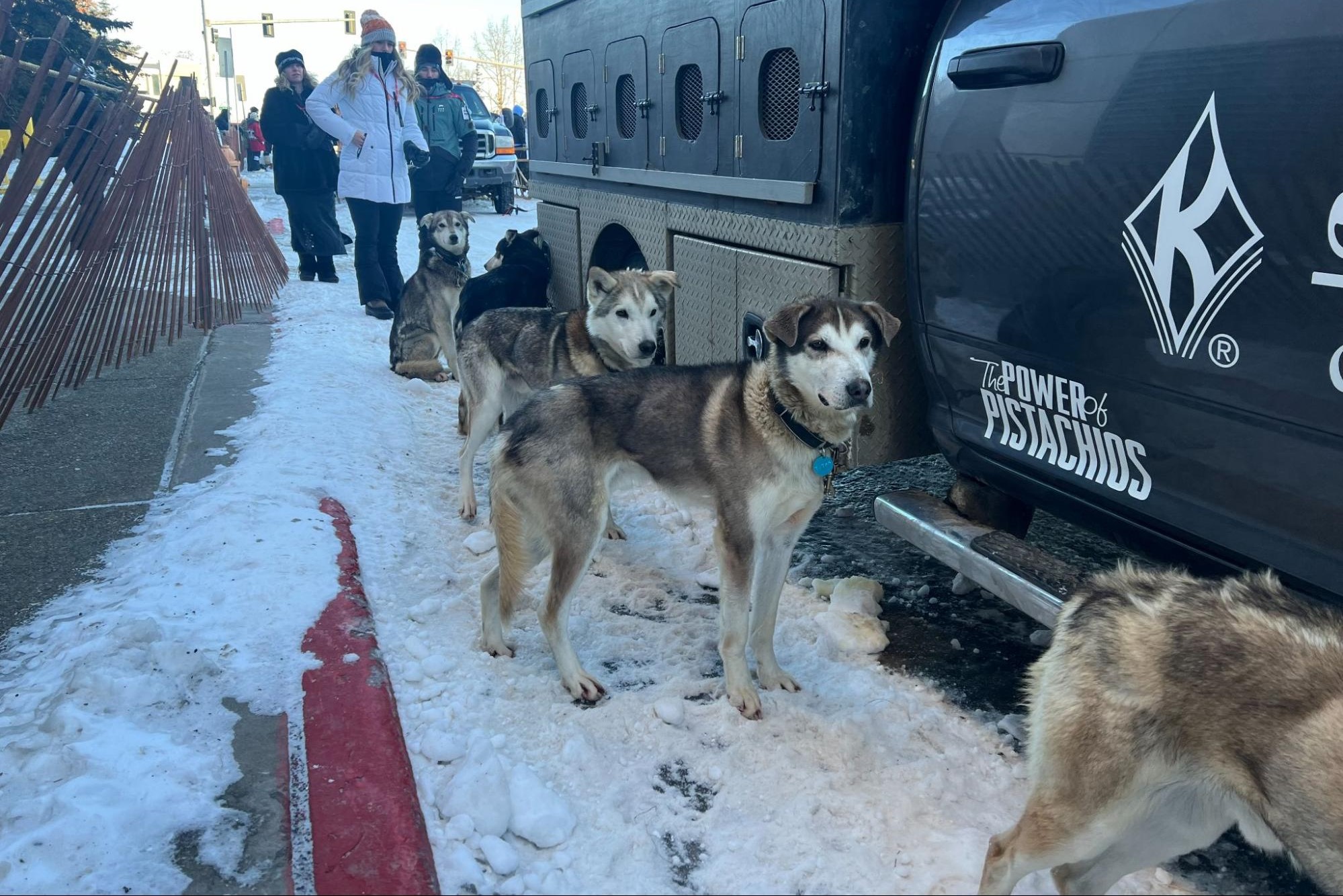 huskies next to a dog truck in a snowy street