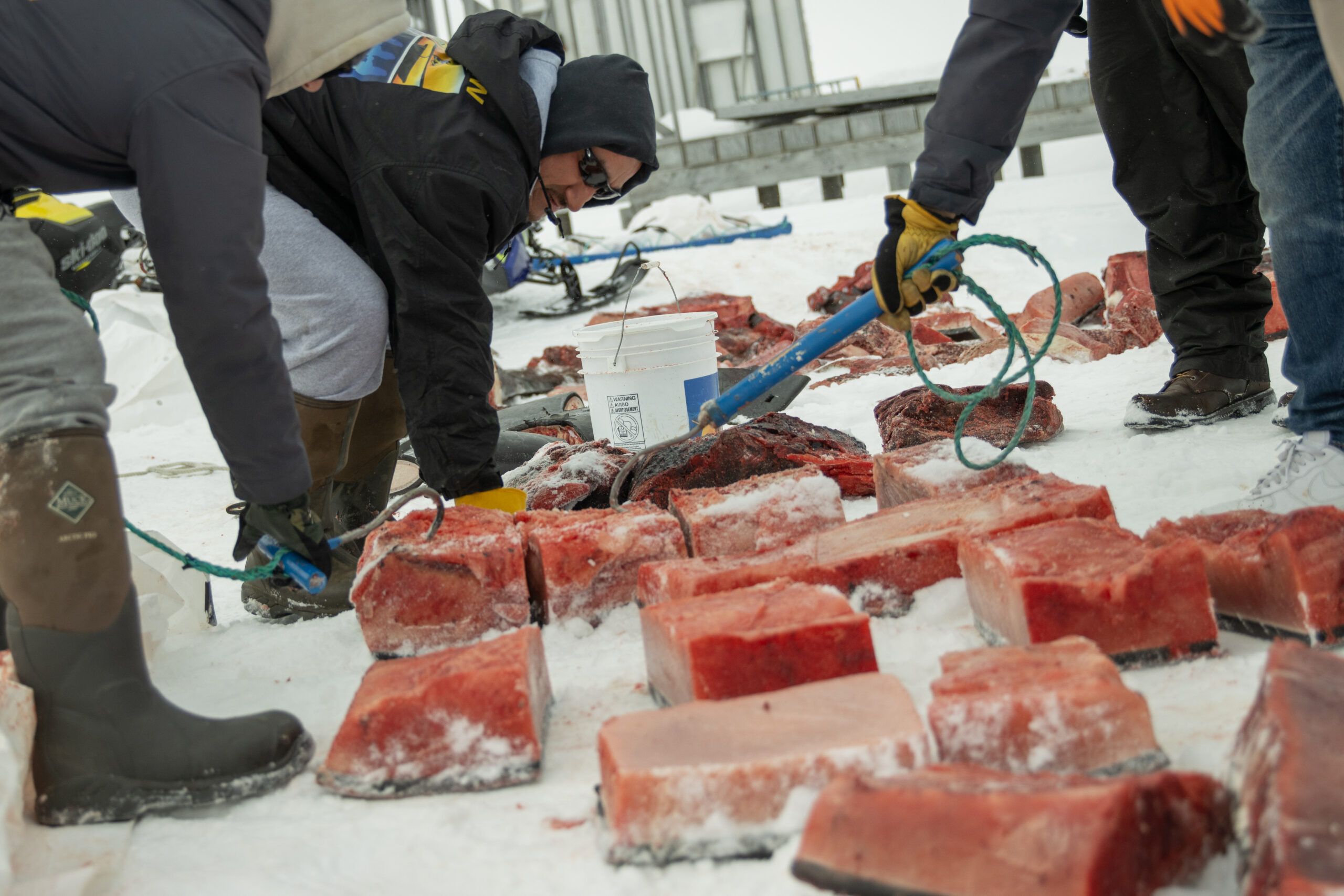 A group of men using hooks to divide up large pieces of red whale meat.