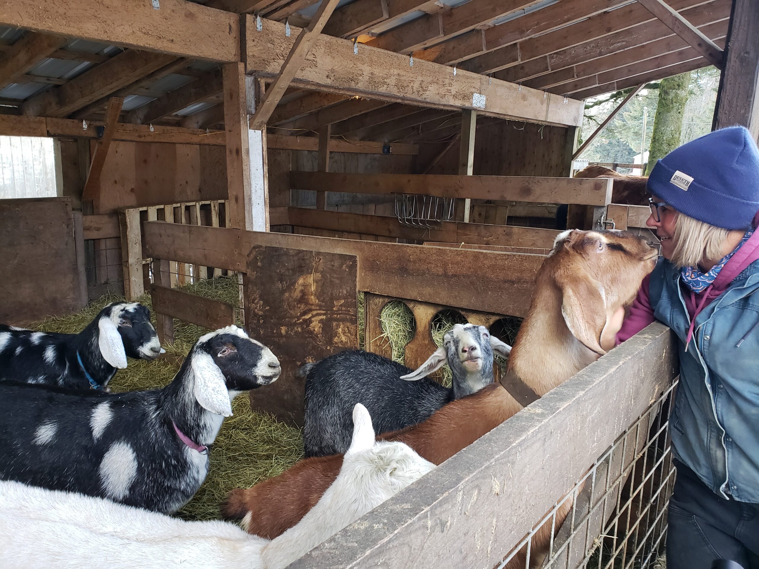 a lady petting goats