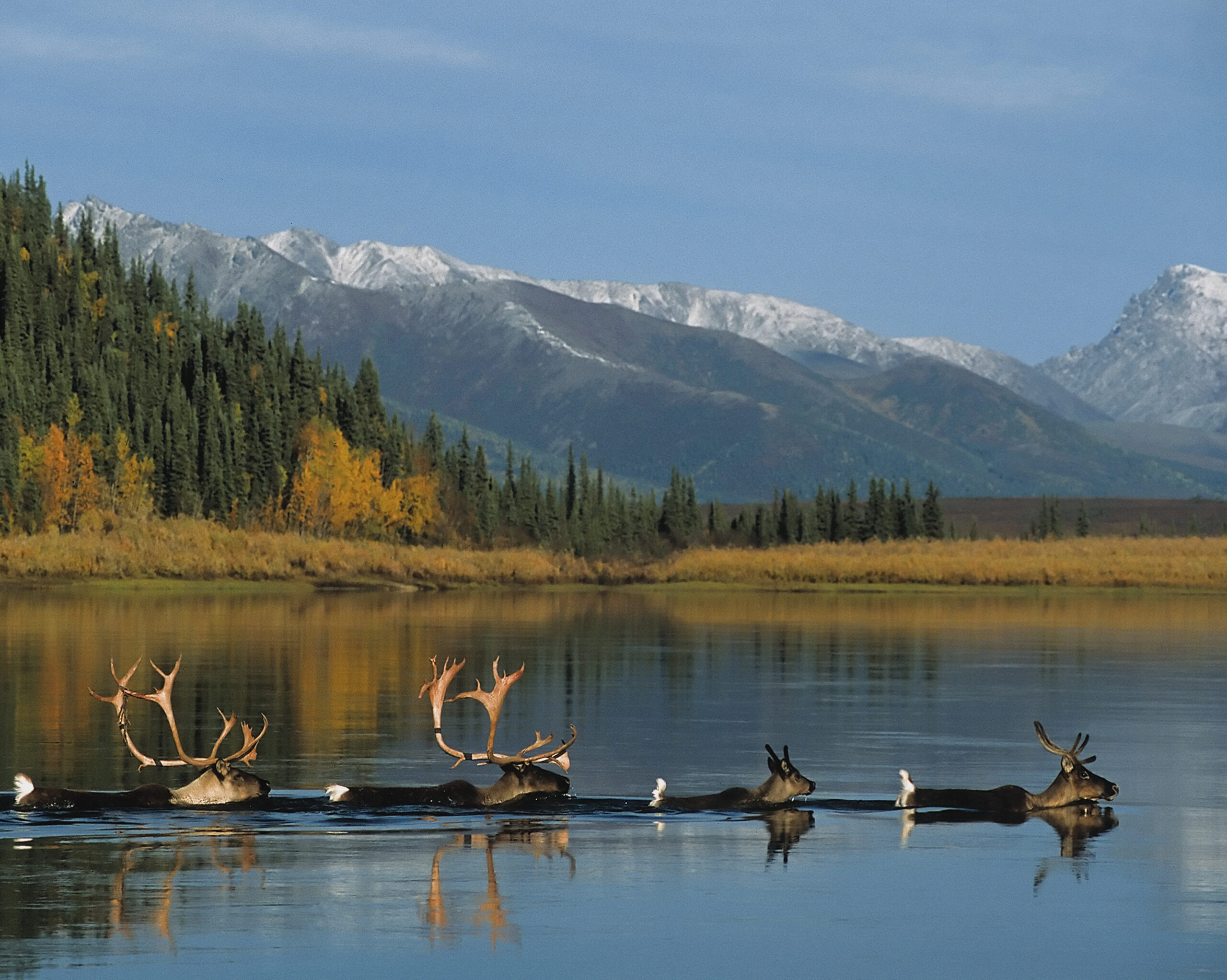 Four caribou swim across a calm river with yellow grasses, trees and mountains in the background.