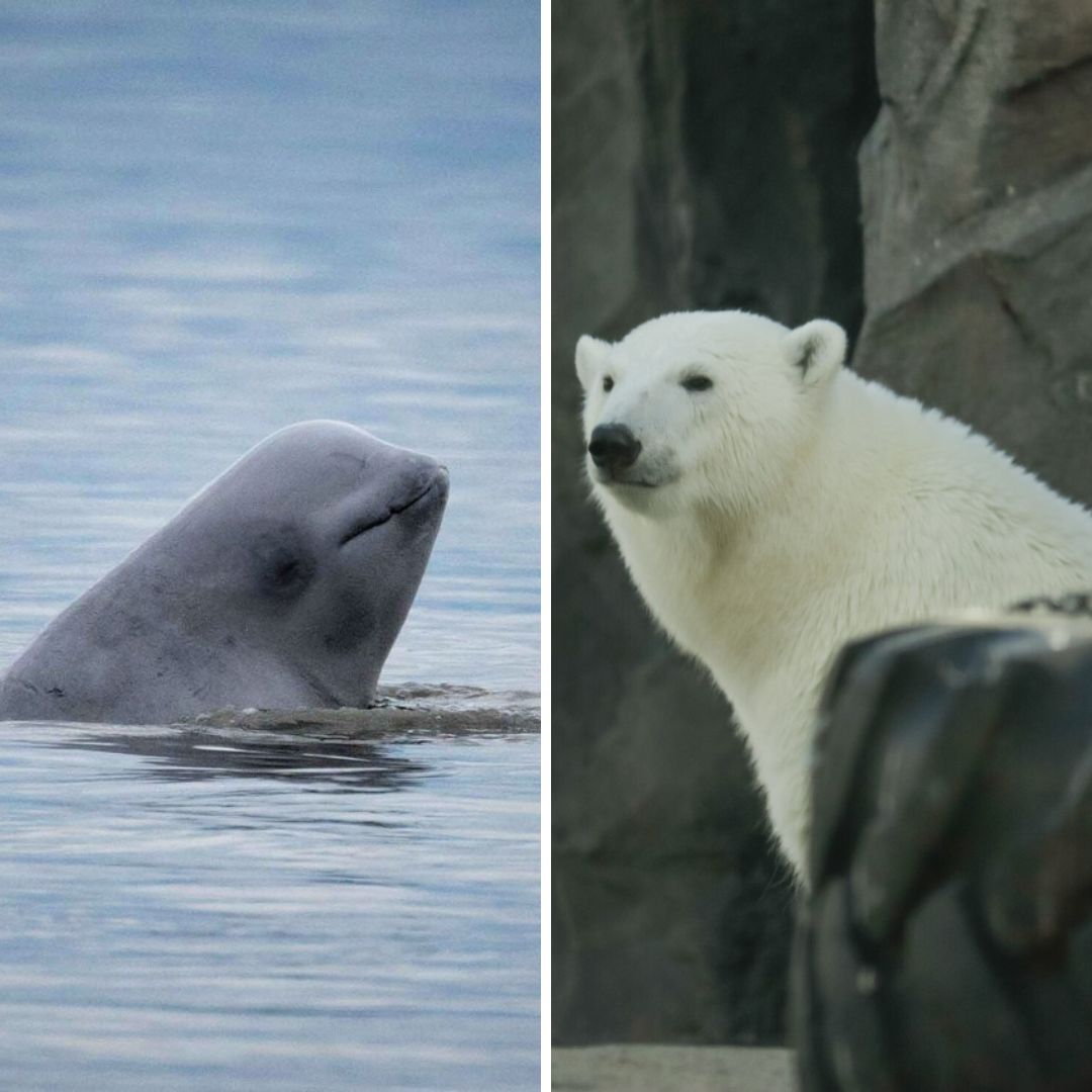 Two juxtaposed photos, one of a beluga, and one of a polar bear.