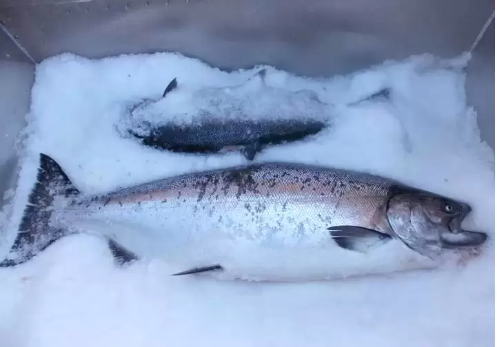 a king salmon