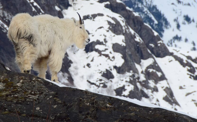 a mountain goat