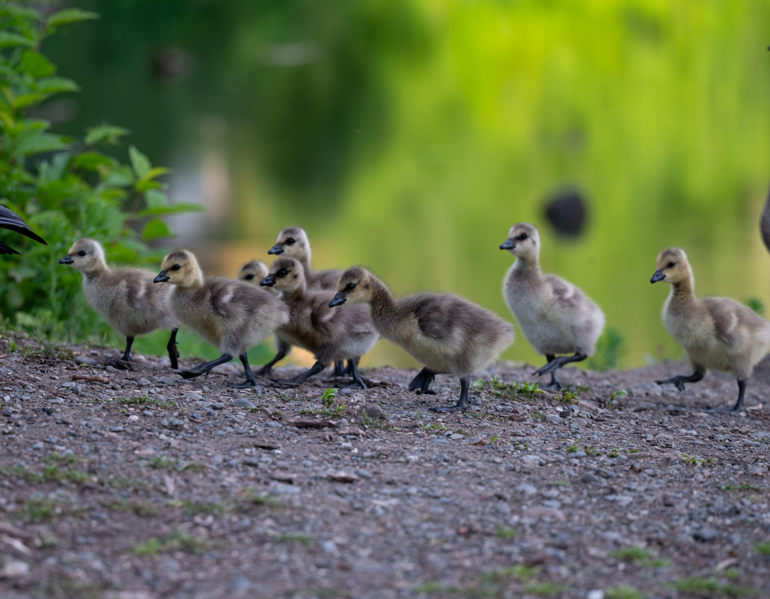Baby geese.