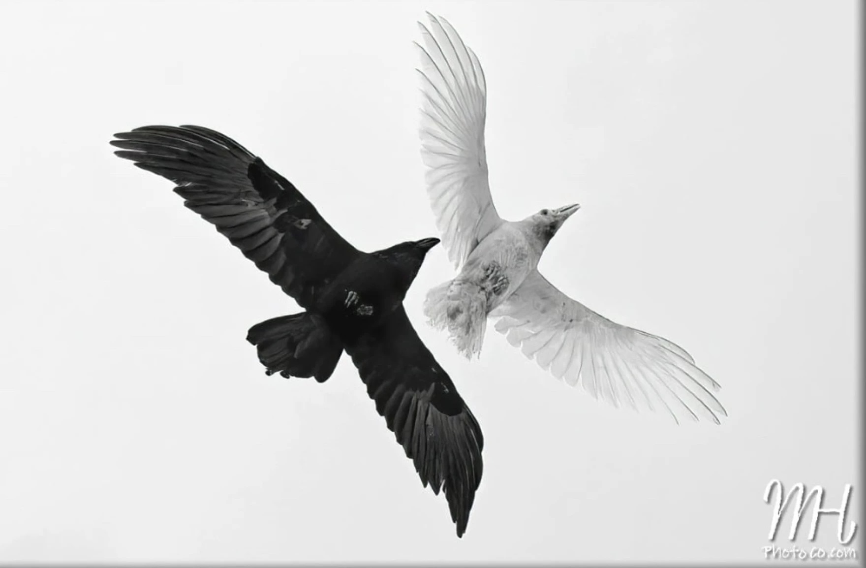 a white raven