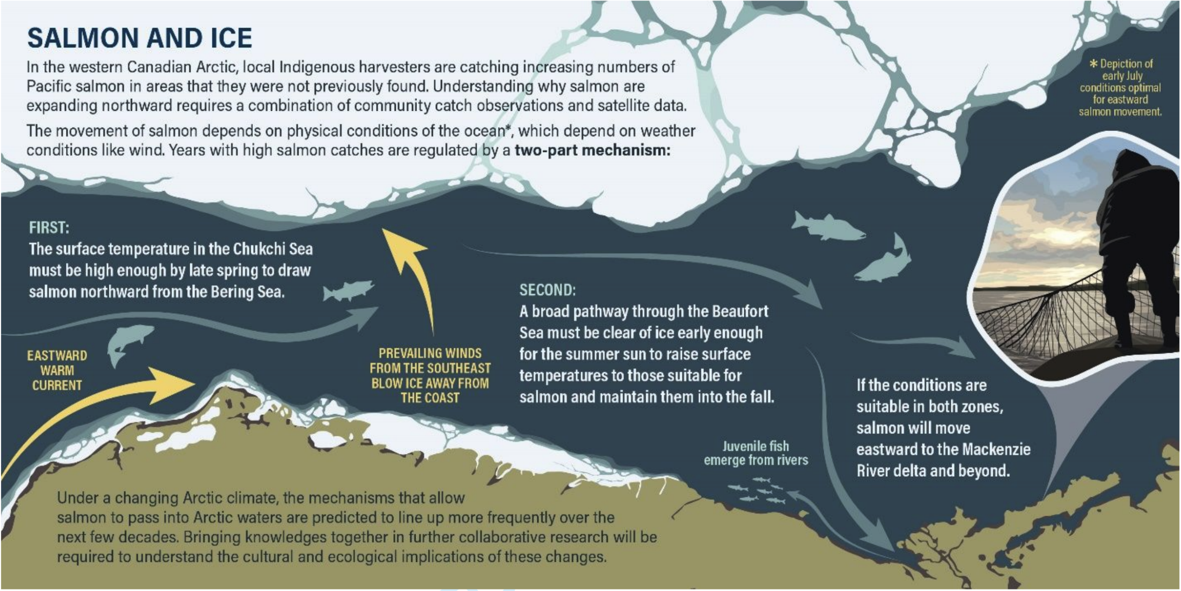 An infographic shows the ocean conditions north of Alaska that allow salmon to migrate to the western Canadian Arctic.
