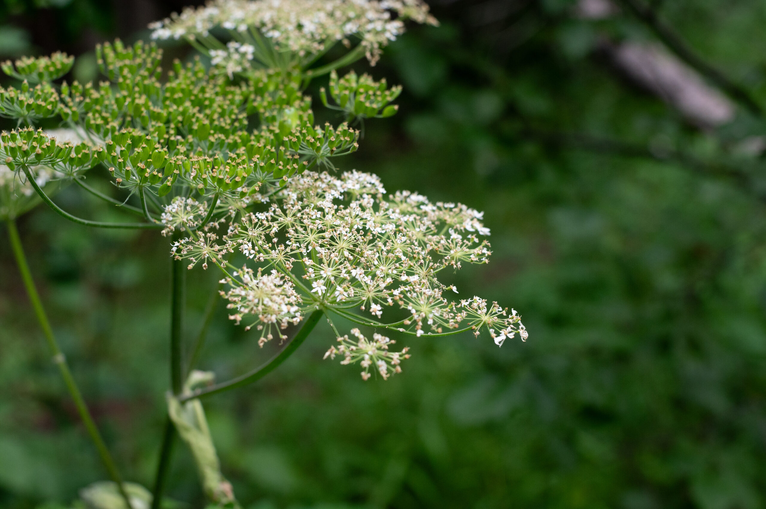 A group of cow parsnip plants