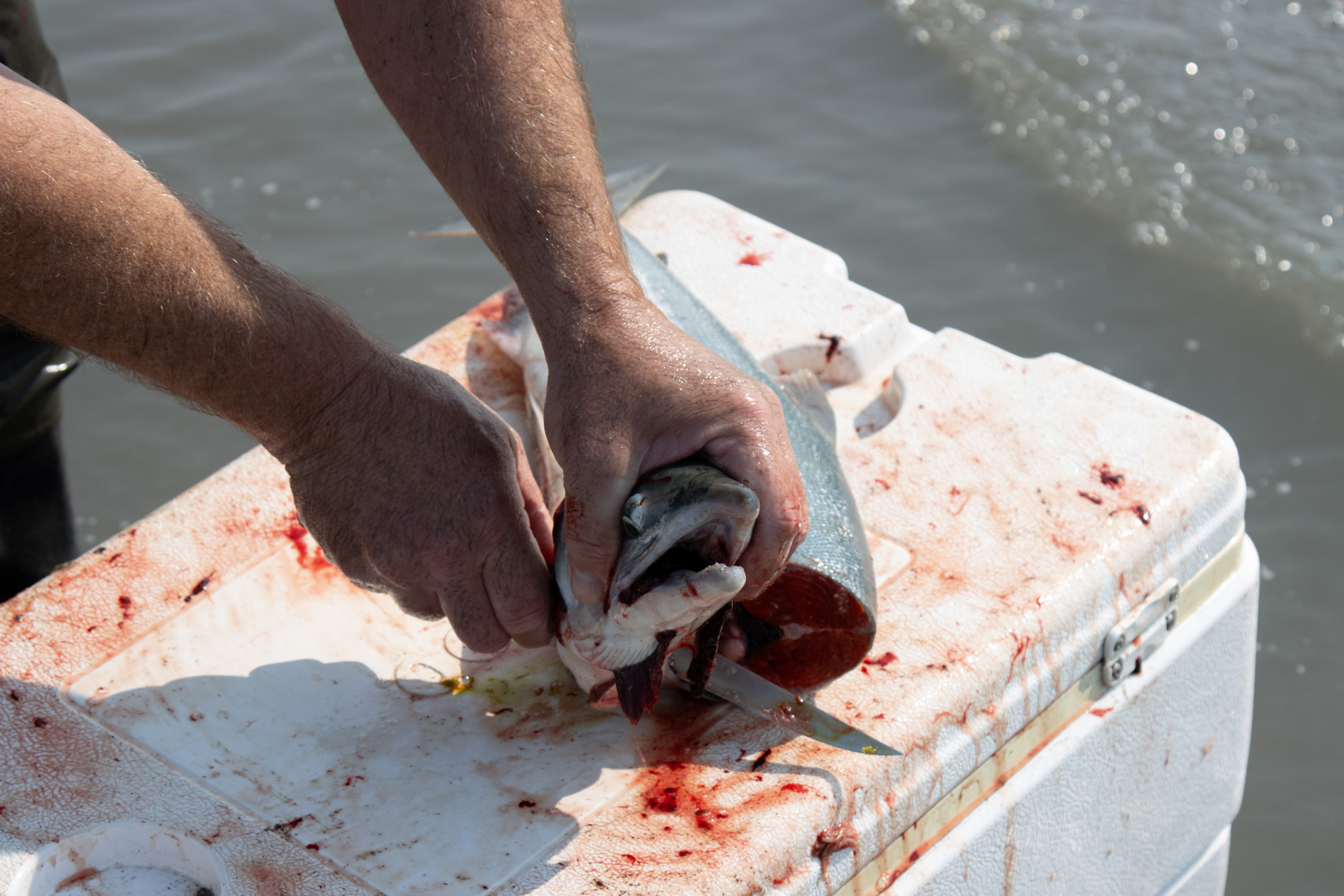 a close up of a mans hands as he cuts off the head of a fish on a white cooler covered in blood