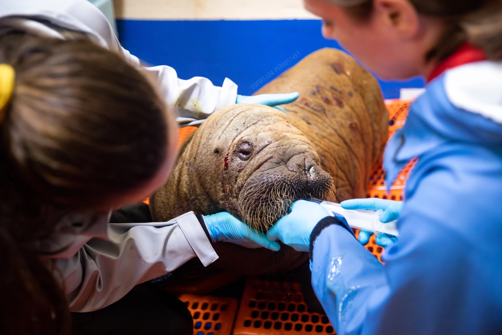 a walrus calf