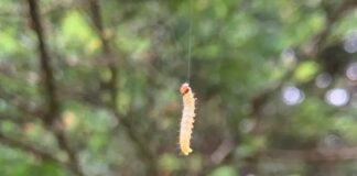 a worm hanging from a thread