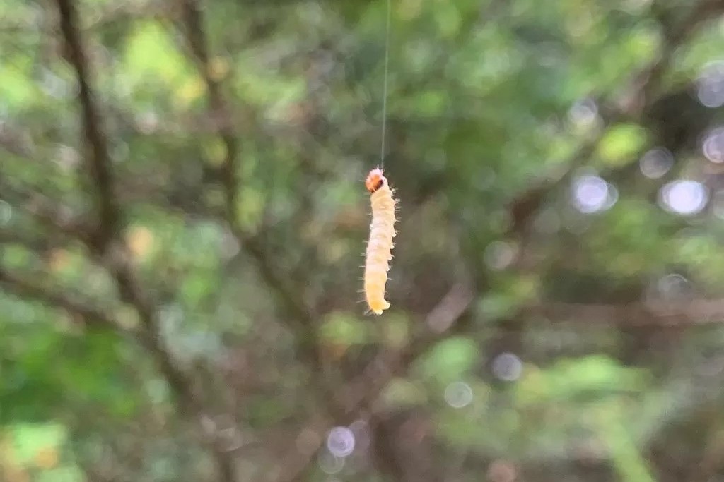 a worm hanging from a thread