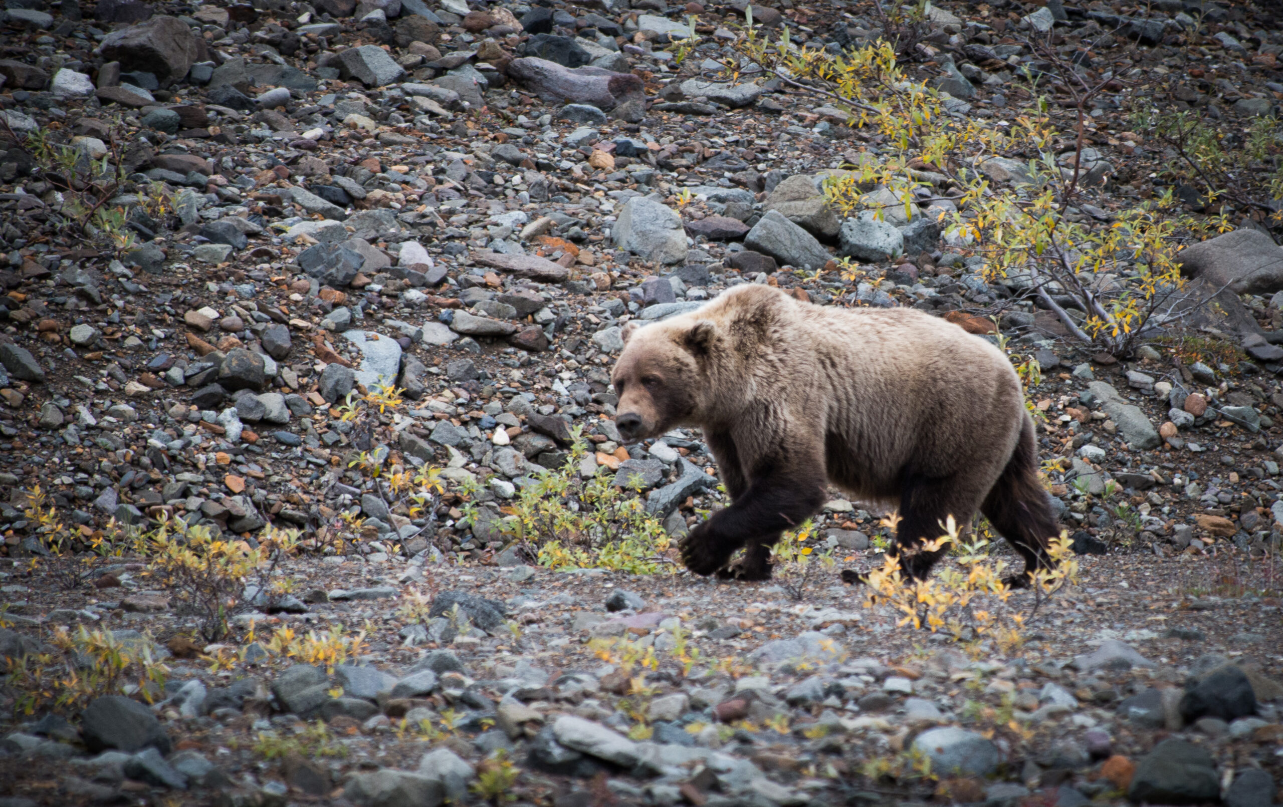 A grizzly carnivore walks complete rocks
