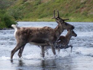 caribou