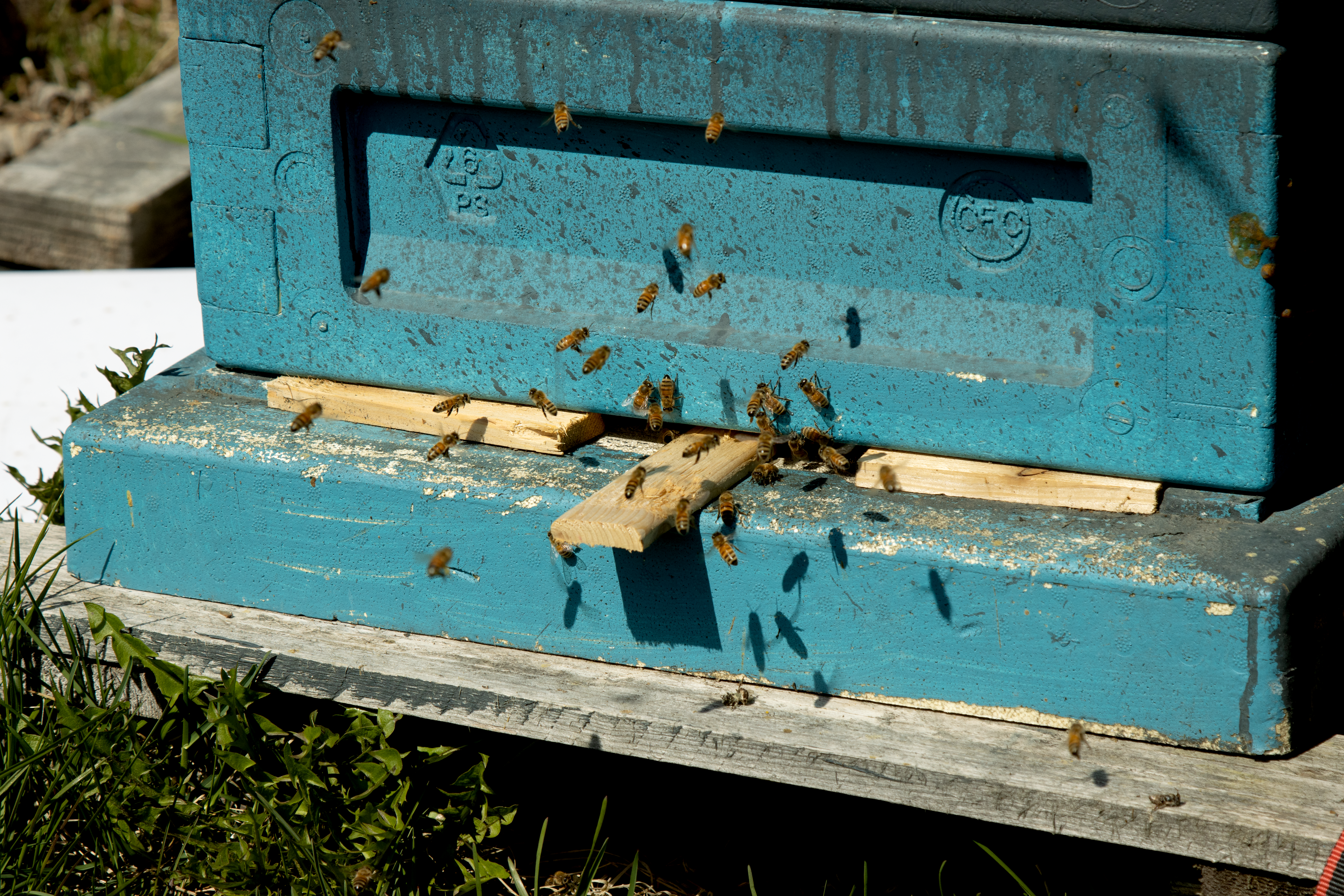 Bees hover at the entrance of a set of blue insulated hive boxes. 