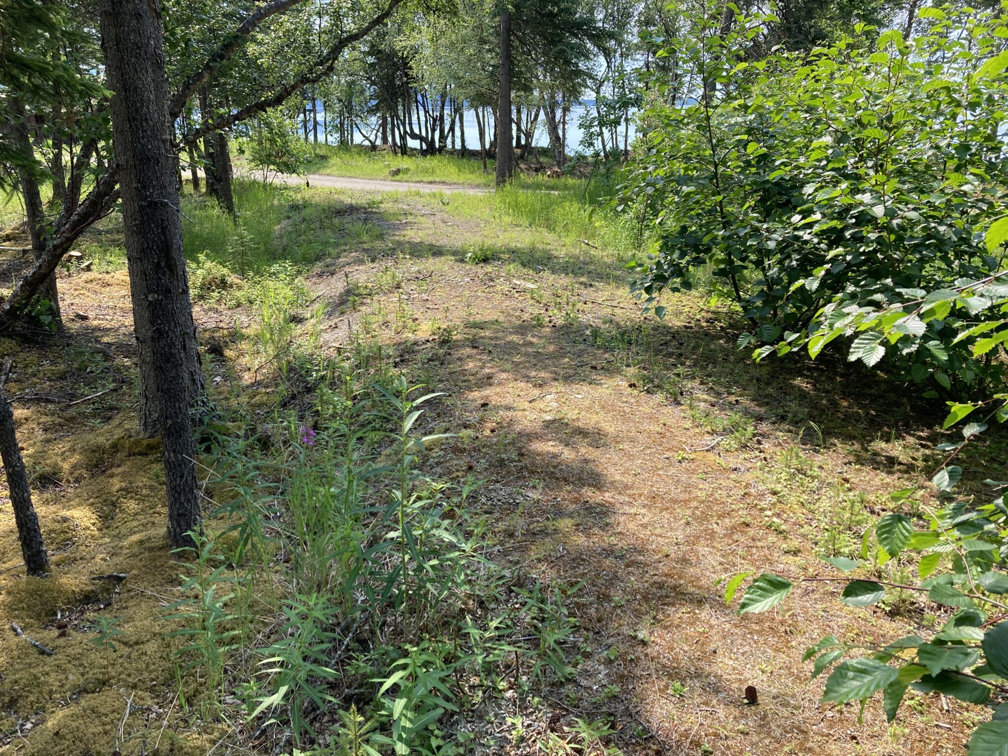 Section of road in Katmai National Park in Alaska removed to protect archaeological sites