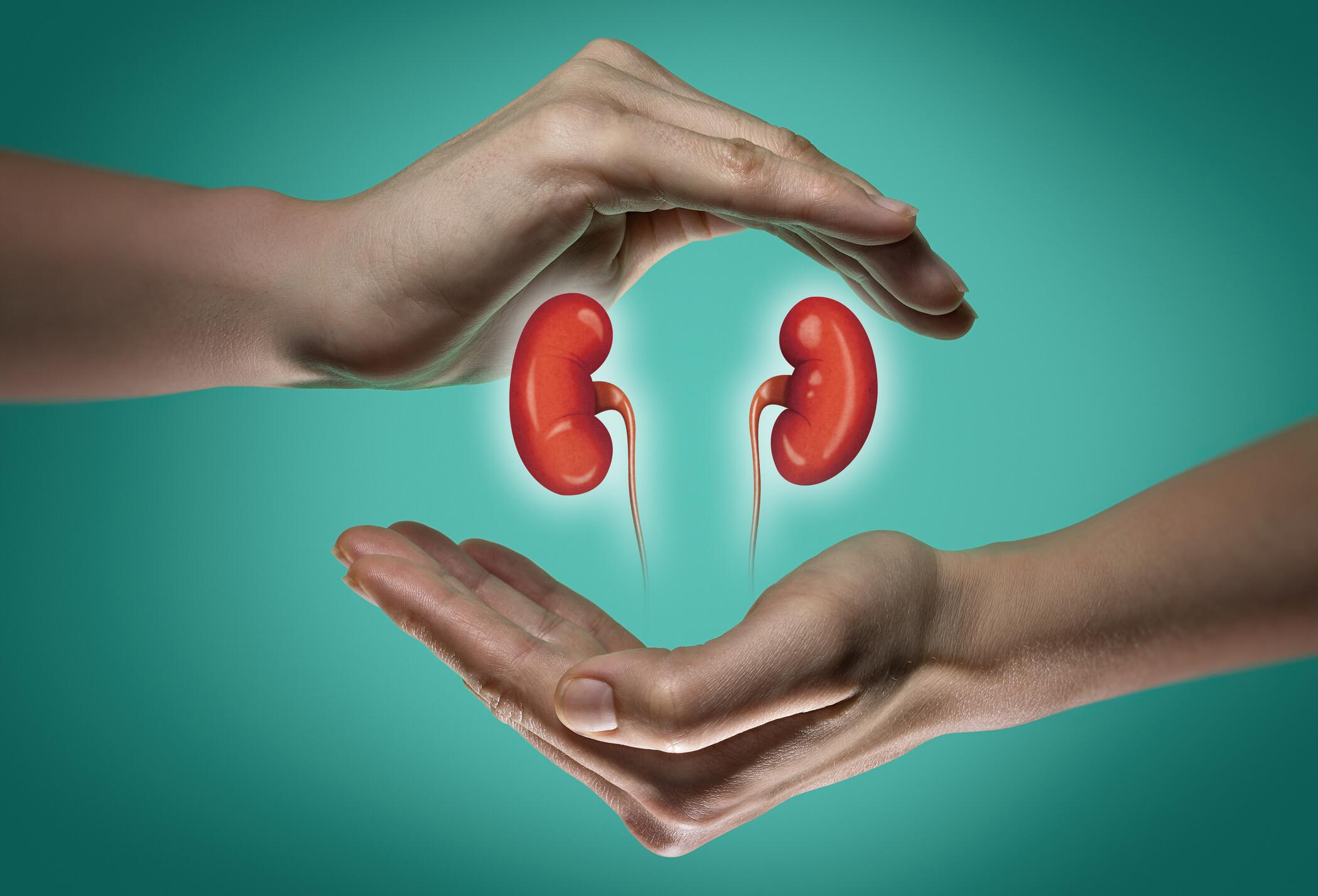 an illustration of 2 hands astir 2 kidneys