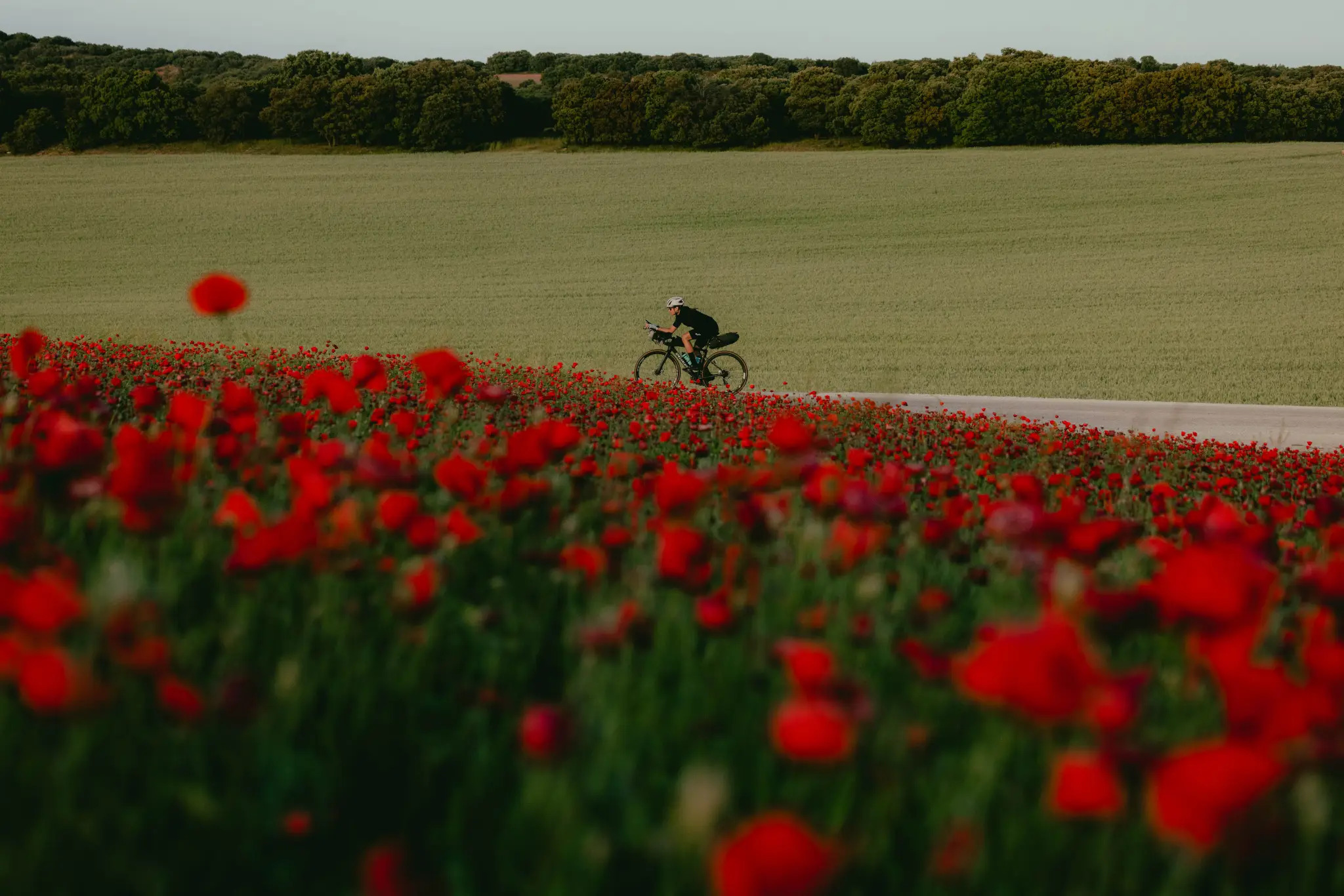 a section of reddish flowers pinch a female biking from nan floor plan connected a roadworthy down nan field