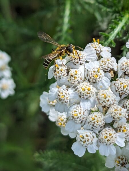 A wasp sits on top of a yarrow flower. 