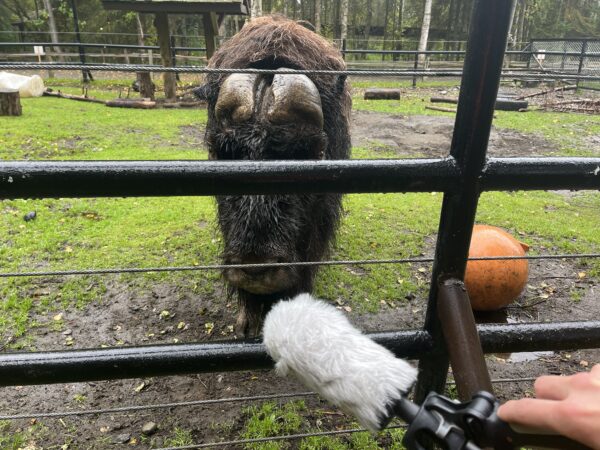 A muskox looks at a microphone. 