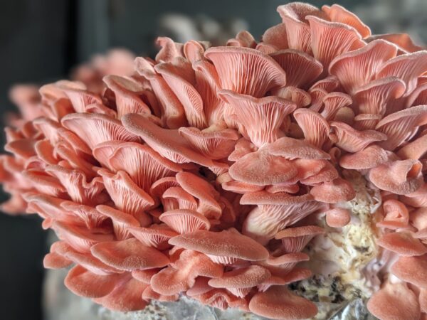 Pink oyster mushroom. 