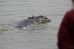 a seal