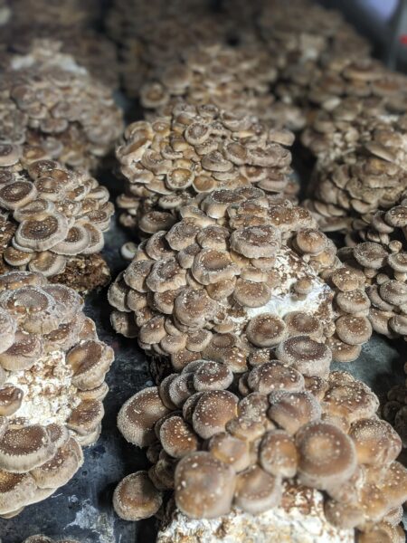 Shiitake mushroom