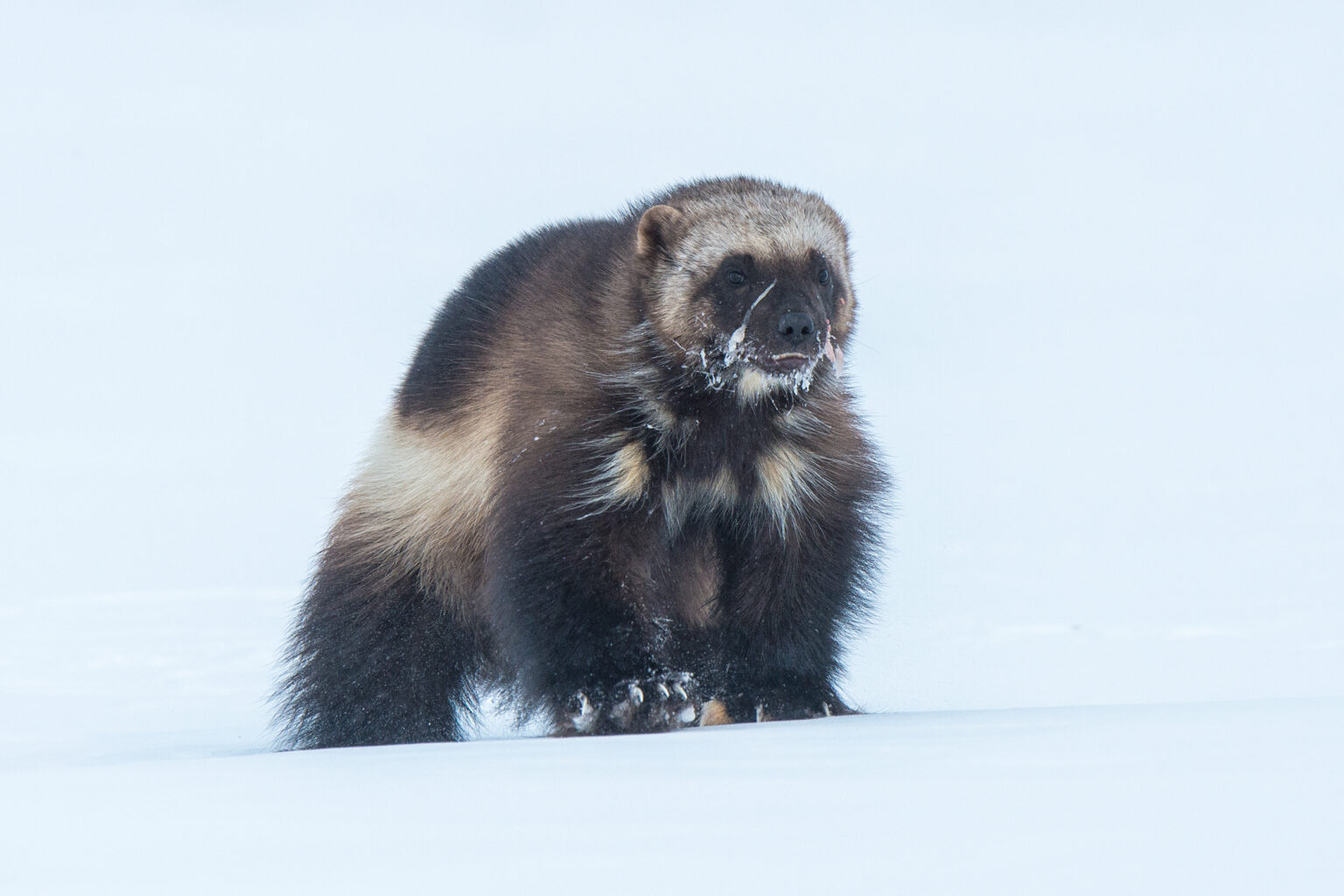 a wolverine in the snow