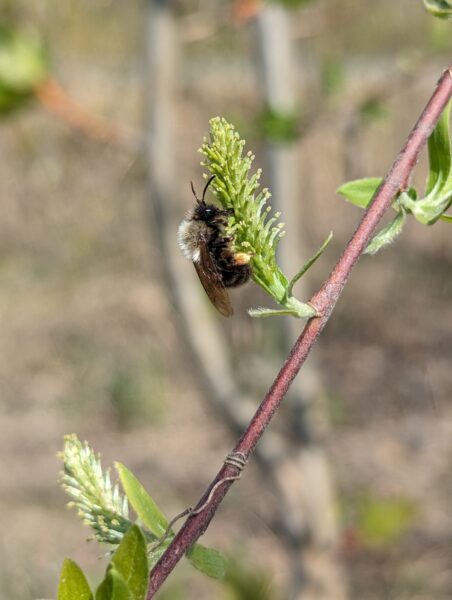 A bee sits on a willow. 